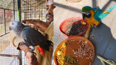 जगदलपुर के लामनी बर्ड पार्क में विदेशी मेहमानों का आगमन, अफ्रीकन ग्रे तोता और ब्लू-एंड-गोल्ड मकाऊ को देखने उमड़ी भीड़...