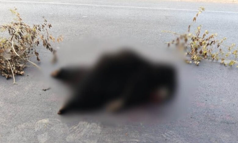 सड़क पर रफ्तार का कहर : NH-30 पर अज्ञात वाहन की टक्कर से भालू की मौत, वन विभाग जांच में जुटा...