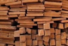 दंतेवाड़ा में वन विभाग की बड़ी रेड: 175 नग सागौन लकड़ी जब्त, लकड़ी माफियाओं पर केस दर्ज...