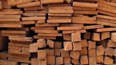 दंतेवाड़ा में वन विभाग की बड़ी रेड: 175 नग सागौन लकड़ी जब्त, लकड़ी माफियाओं पर केस दर्ज...