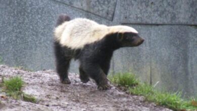 बिलासपुर के मरवाही क्षेत्र में दुर्लभ हनी बैजर की एंट्री, गांव में फैली हल्की दहशत, जोड़े में दिखने से वन विभाग अलर्ट...