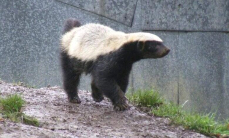 बिलासपुर के मरवाही क्षेत्र में दुर्लभ हनी बैजर की एंट्री, गांव में फैली हल्की दहशत, जोड़े में दिखने से वन विभाग अलर्ट...