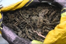 Bihar Crime: भारत–नेपाल सीमा पर ऑटो से 18 किलो गांजा जब्त, तस्कर गिरफ्तार...