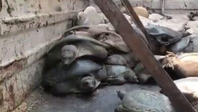 “अमेठी में वन्यजीव तस्करी का बड़ा खुलासा: केले की आड़ में ले जाए जा रहे 1203 दुर्लभ कछुए बरामद, 3 गिरफ्तार...