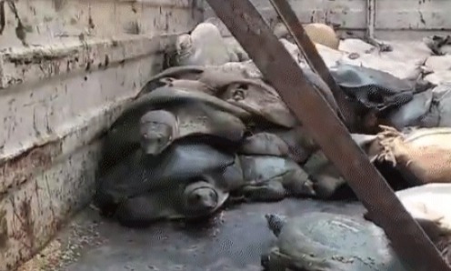 “अमेठी में वन्यजीव तस्करी का बड़ा खुलासा: केले की आड़ में ले जाए जा रहे 1203 दुर्लभ कछुए बरामद, 3 गिरफ्तार...