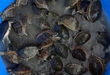 पटना-इंदौर एक्सप्रेस से 311 जिंदा कछुए बरामद: RPF जांच में वन्यजीव तस्करी नेटवर्क का होगा खुलासा...