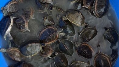 पटना-इंदौर एक्सप्रेस से 311 जिंदा कछुए बरामद: RPF जांच में वन्यजीव तस्करी नेटवर्क का होगा खुलासा...