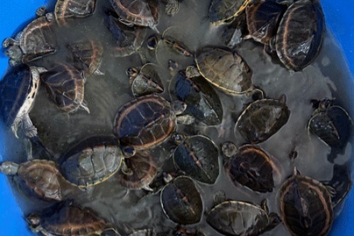 पटना-इंदौर एक्सप्रेस से 311 जिंदा कछुए बरामद: RPF जांच में वन्यजीव तस्करी नेटवर्क का होगा खुलासा...